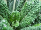 kale feature